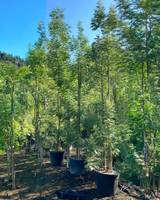 Acacia dealbata ramificata