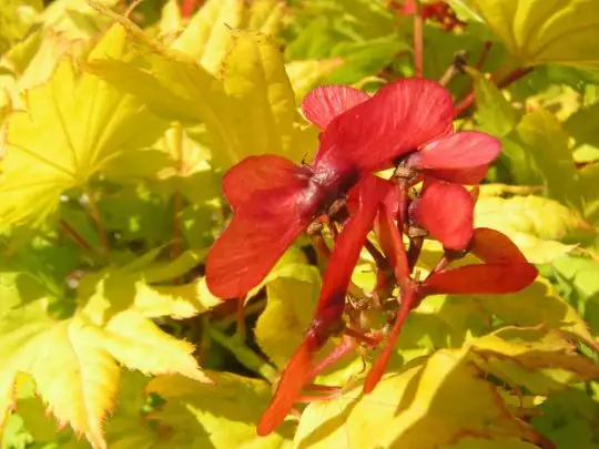 Acer japonicum 'Aureum'
