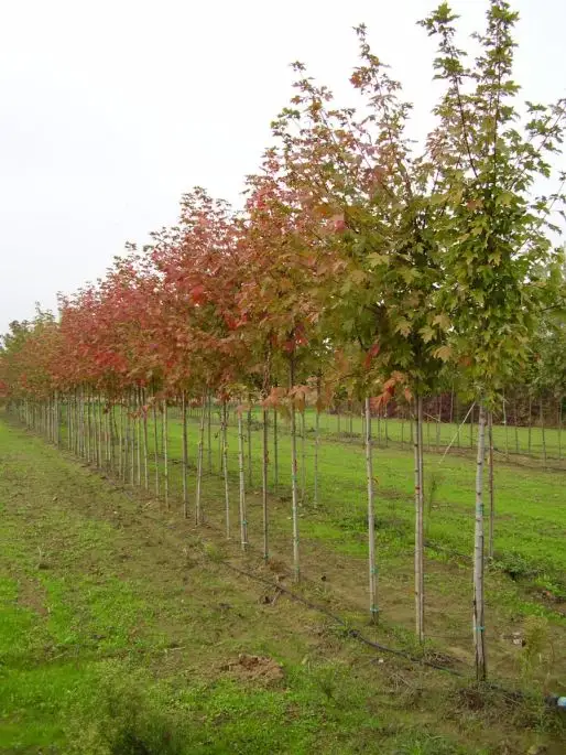 Acer freemanii 'Autumn Blaze' ® zolla alto fusto