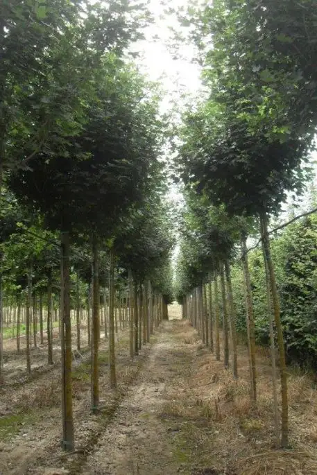 Acer campestre 'Elegant' zolla alto fusto