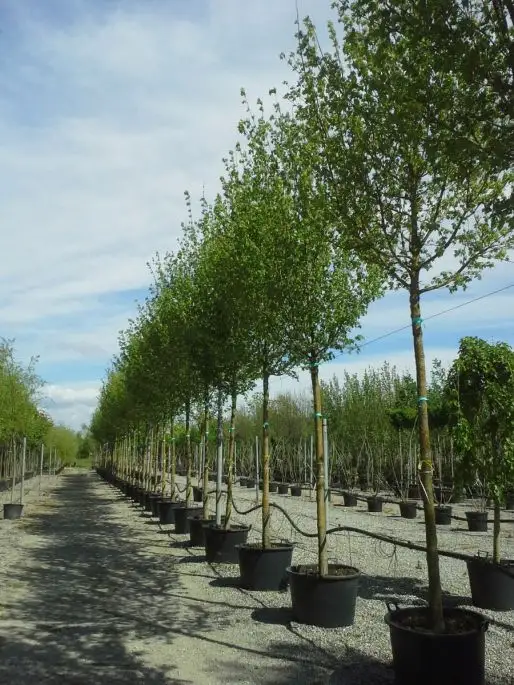 Acer campestre 'Elegant' clt alto fusto