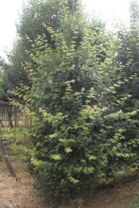 Acer campestre 'Elegant' zolla ramificato