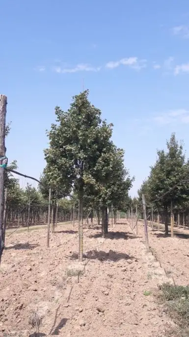 Acer campestre 'Queen Elizabeth'