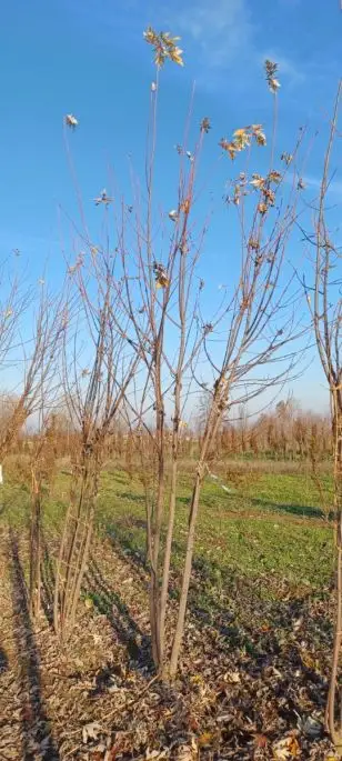 Acer campestre cespuglio zolla