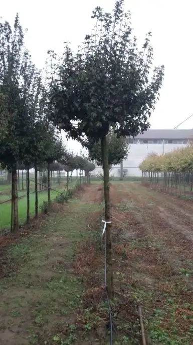 Acer campestre 'Nanum'