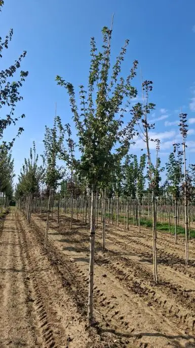 Acer campestre alto fusto zolla