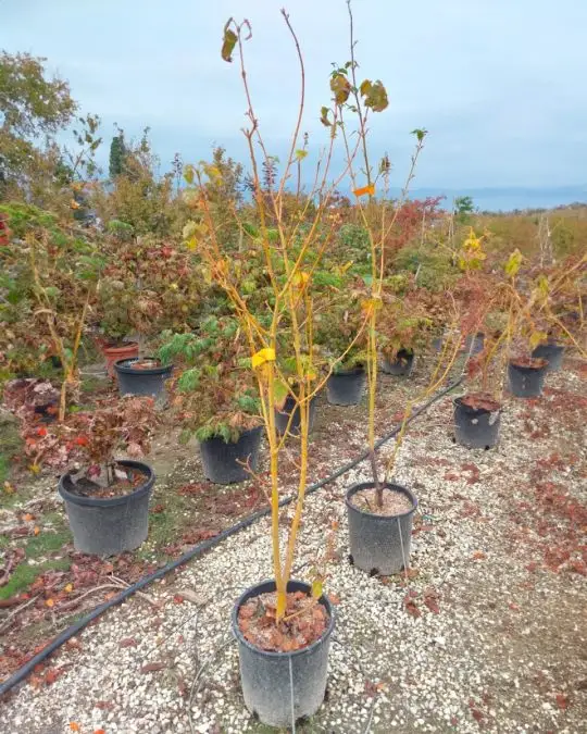 Acer davidii 'Viper'-SKU44