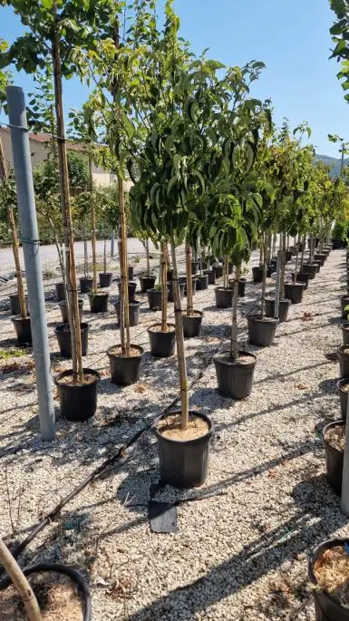 Acer davidii vaso 1/2 fusto