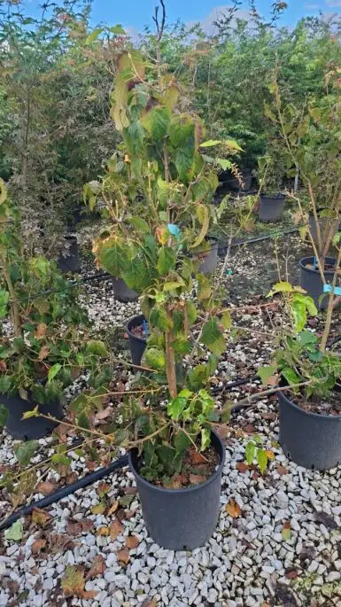 Acer davidii 'Viper'-SKU44