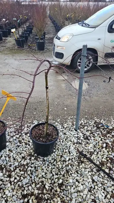 Acer palmatum 'Dissectum Inaba Shidare' 1/4 fusto-SKU68-1