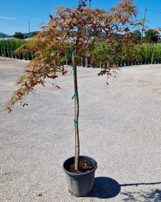 Acer palmatum 'Dissectum Garnet' 1/2 fusto