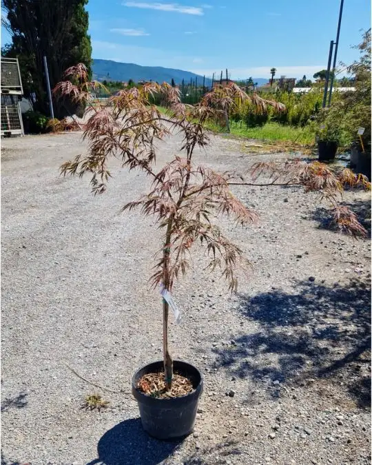 Acer palmatum 'Dissectum Inaba Shidare' 1/4 fusto