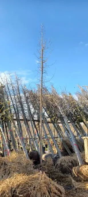 Acer monspessulanum zolla alto fusto