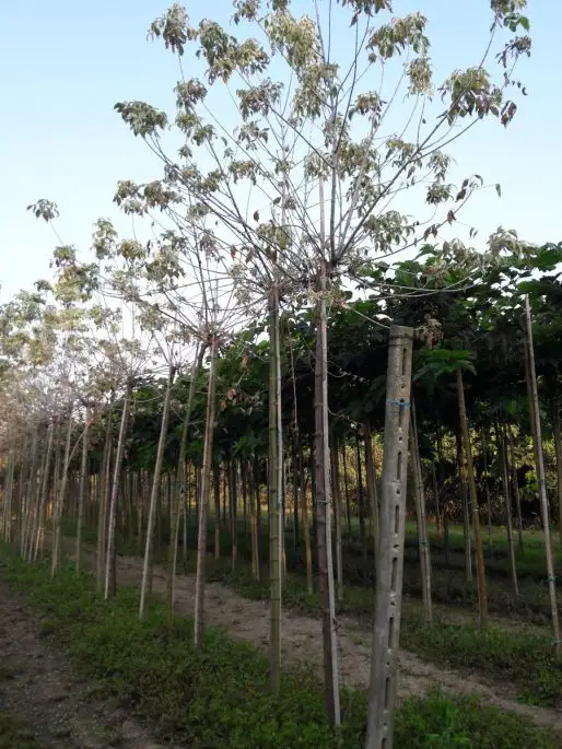 Acer negundo 'Flamingo' zolla alto fusto-SKU59-b_new