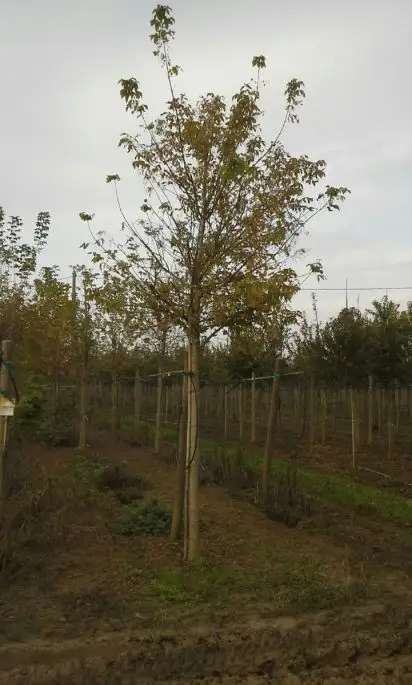 Acer negundo 'Variegatum' (n. 'Argenteovariegatum') zolla alto fusto-SKU63-b_new