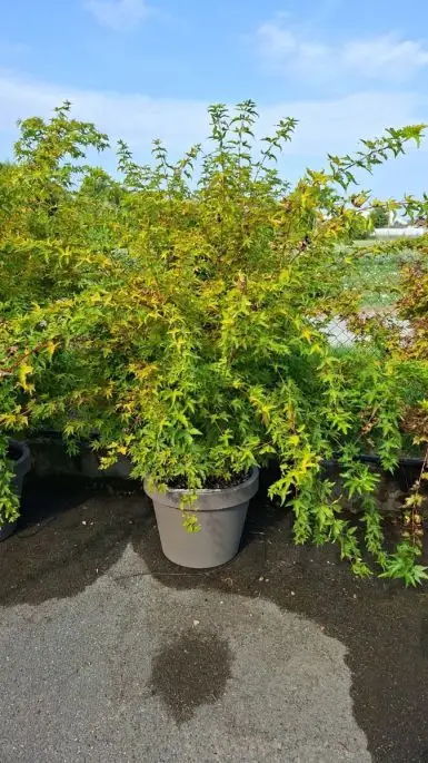 Acer palmatum 1/4 fusto