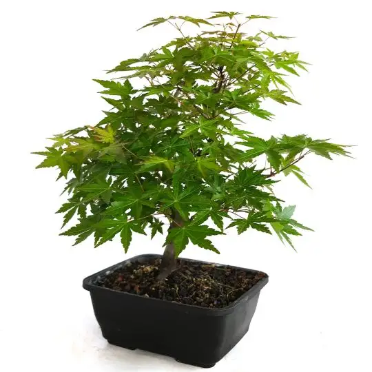 Acer palmatum vaso bonsai eretto informale