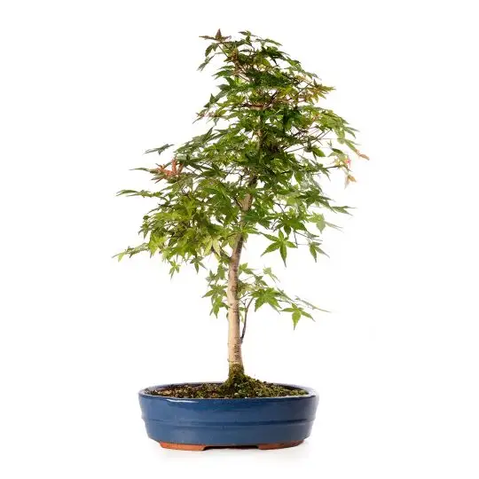 Acer palmatum ‘Deshojo’ vaso bonsai eretto informale