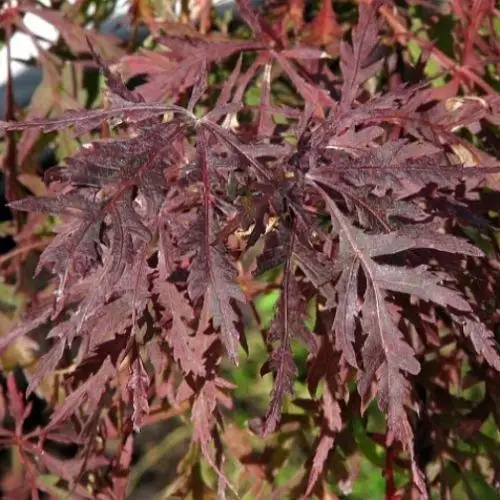 Acer palmatum 'Dissectum Ever Red' (p. d. 'Nigrum') vaso 1/2 fusto