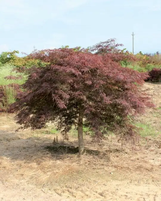 Acer palmatum 'Dissectum Garnet' zolla 1/2 fusto