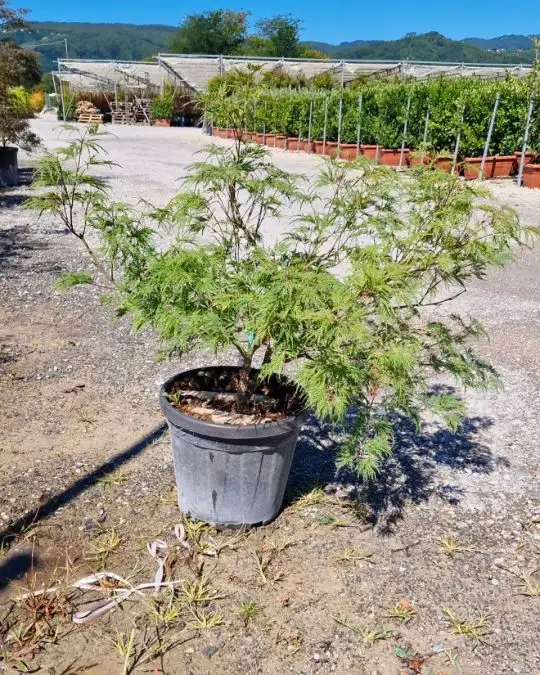 Acer palmatum 'Dissectum Viridis' 1/4 fusto