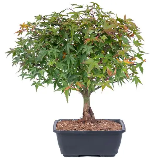 Acer palmatum 'Kiyohime' vaso bonsai eretto informale