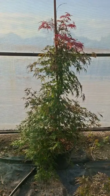 Acer palmatum dissectum 'Orangeola' clt cespuglio