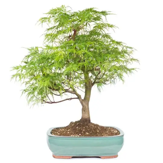 Acer palmatum 'Seiryu' vaso bonsai eretto informale
