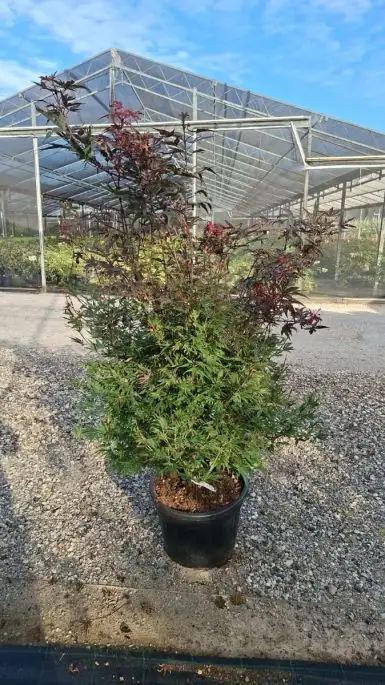 Acer palmatum 'Shaina' cespuglio