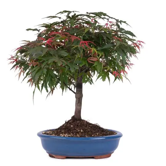 Acer palmatum 'Shaina' vaso bonsai eretto informale