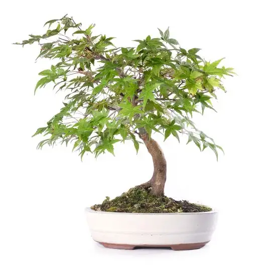 Acer palmatum 'Yamamomiji' vaso bonsai eretto informale