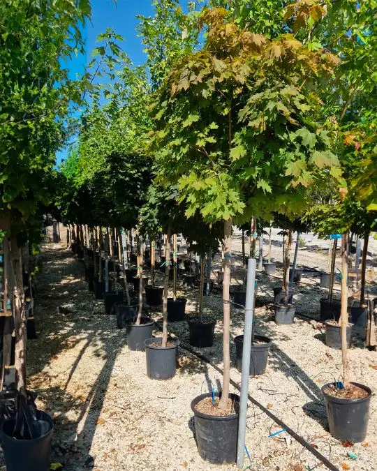 Acer platanoides 'Globosum' 1/2 fusto-SKU129