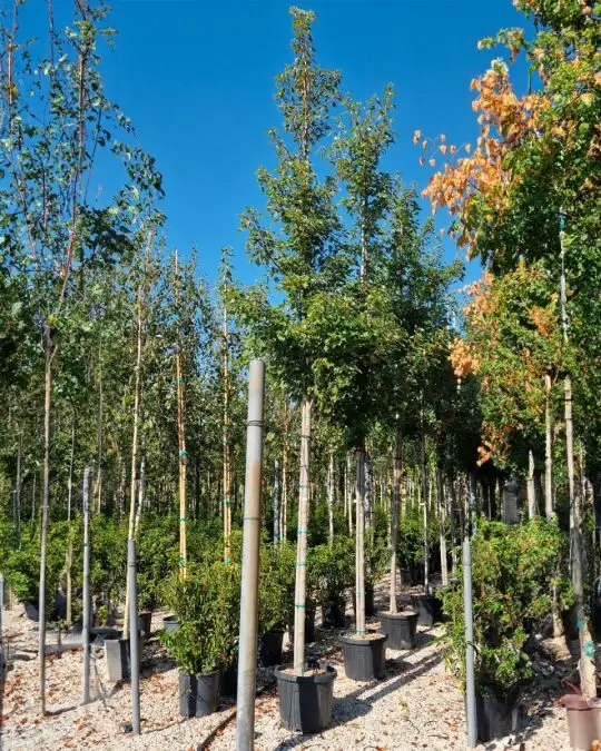 Acer cappadocicum 'Rubrum' clt alto fusto-SKU41-c_new