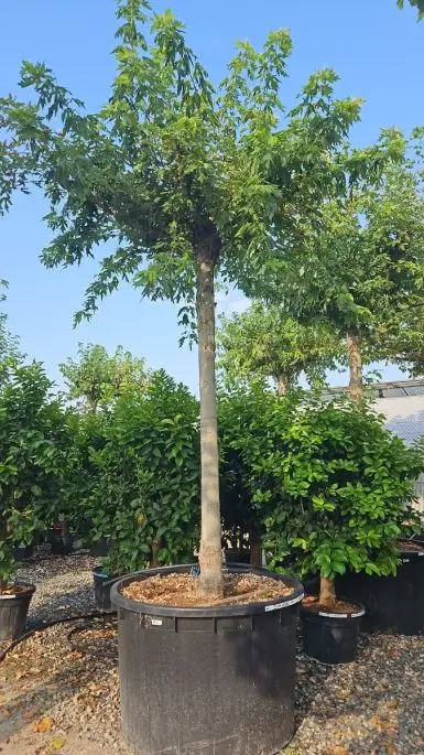 Acer saccharinum (dasycarpum) vaso alto fusto