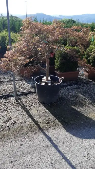 Acer palmatum 'Dissectum Stella Rossa' vaso 1/4 fusto