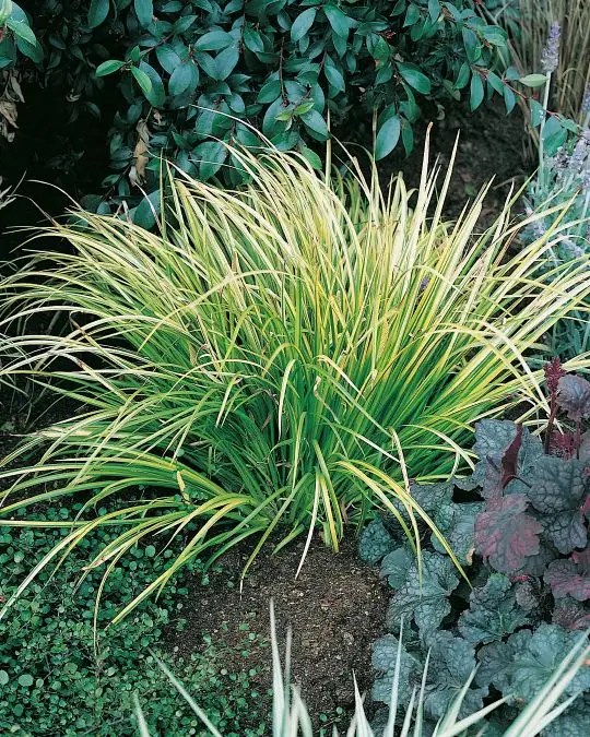 Acorus gramineus 'Ogon'-SKU158