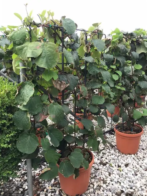 Actinidia chinensis spalliera