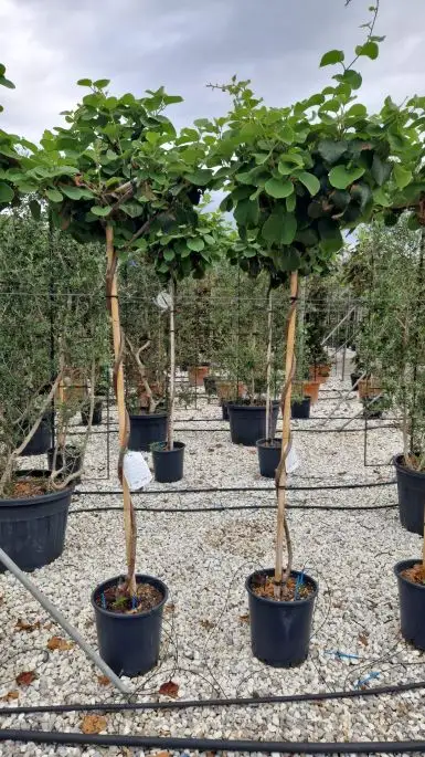 Actinidia chinensis 'Jenny' vaso Tetto