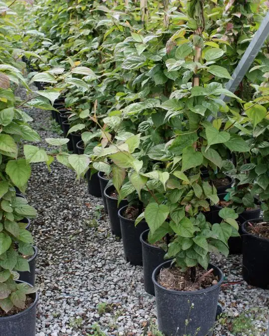 Actinidia kolomikta-SKU168