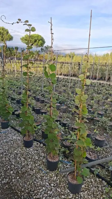 Actinidia chinensis 'Minkigold' ®