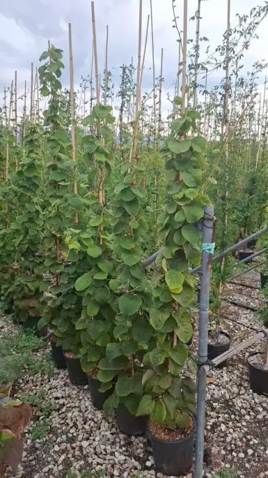 Actinidia chinensis 'Minkimale' ®