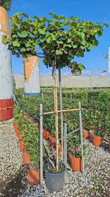 actinidia_autofertile_tetto_c25_tr170.jpg