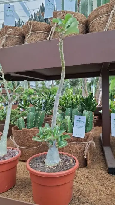 Adenium obesum vaso