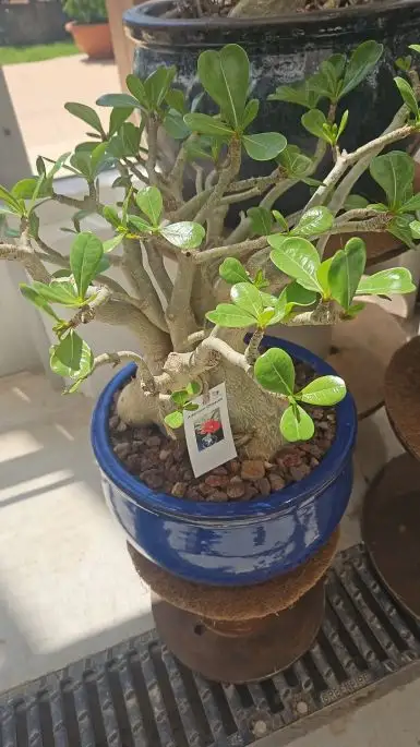 Adenium obesum vaso terracotta