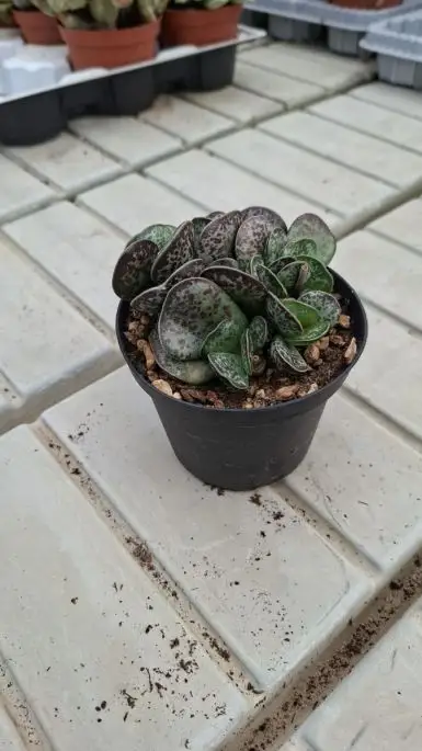 Adromischus maculatus