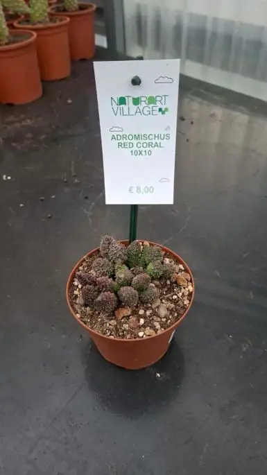 Adromischus red Coral
