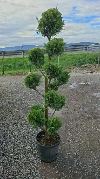 CUPRESSOCYPARIS LEYLANDII CLT25 150/170 POMPONS