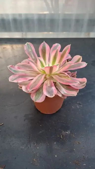 Aeonium pink Witch