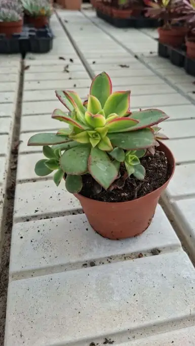 Aeonium haworthii 'kiwi'