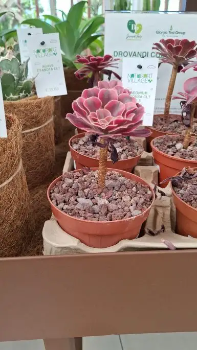 Aeonium medusa vaso